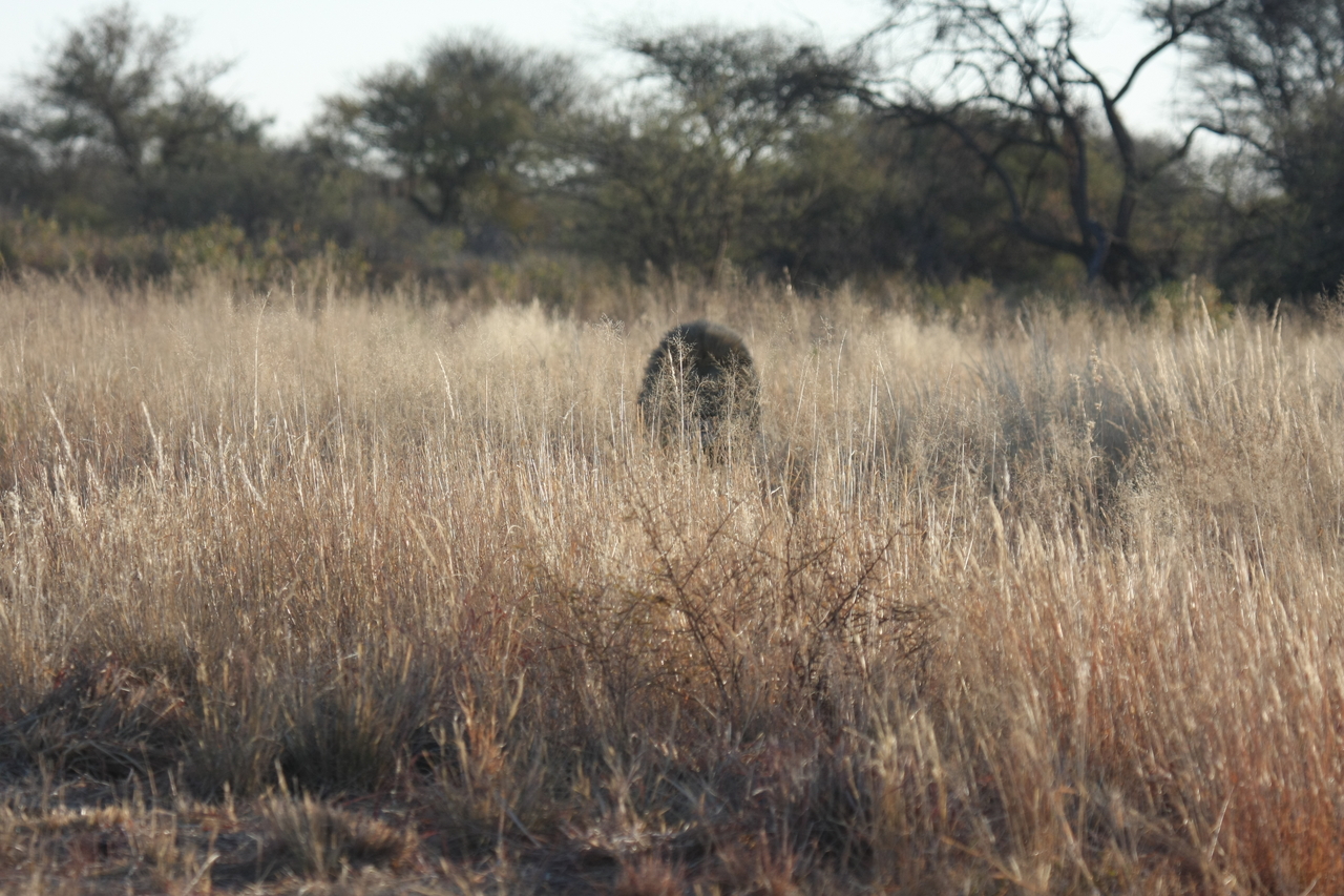 [7270] 2016_06_23_11_39_10_Africa_Canon_EOS_40D_IMG__00635.jpg