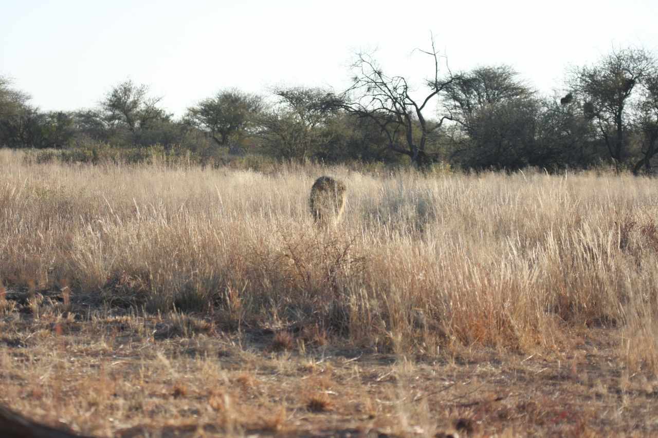 [7277] 2016_06_23_11_39_12_Africa_Canon_EOS_40D_IMG__08917.jpg