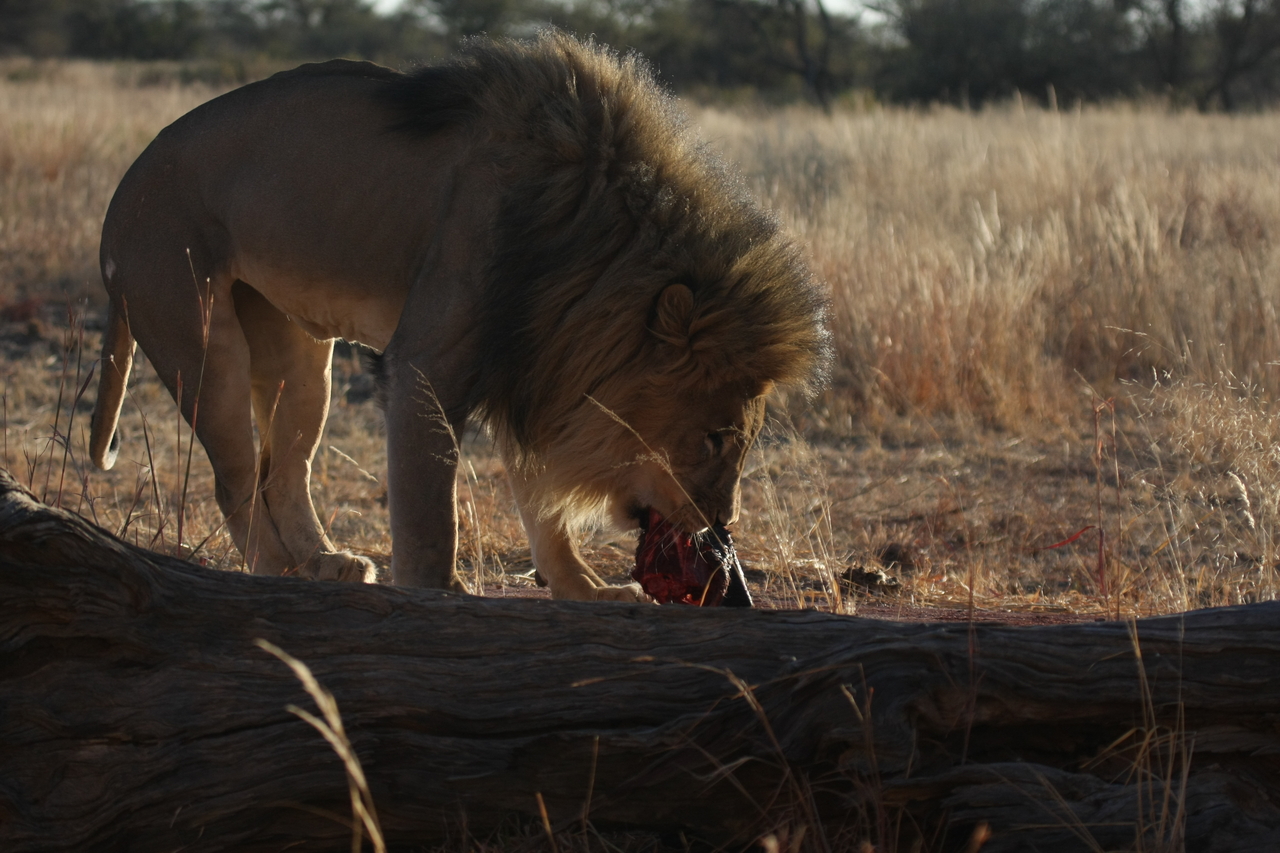 [7353] 2016_06_23_11_39_28_Africa_Canon_EOS_40D_IMG__01496.jpg