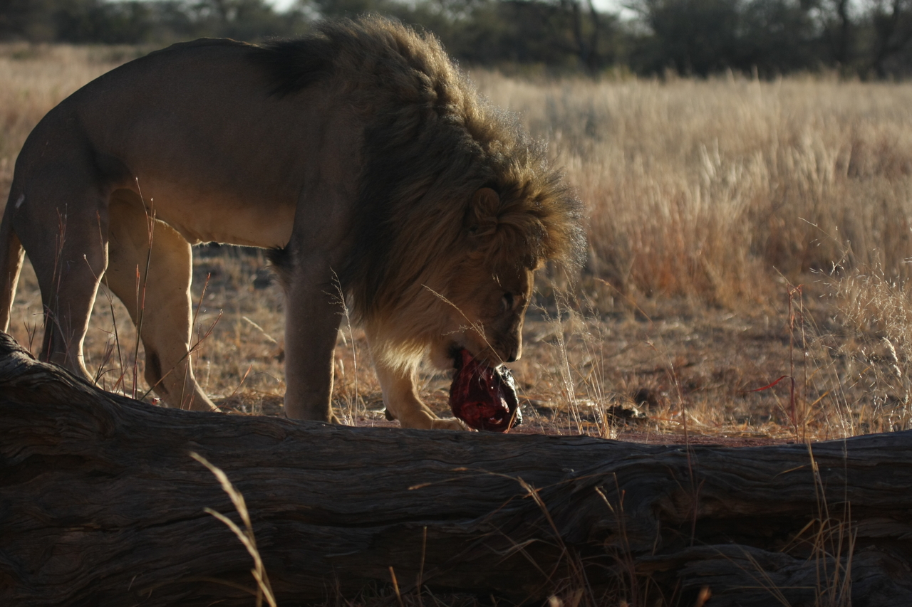 [7356] 2016_06_23_11_39_29_Africa_Canon_EOS_40D_IMG__00663.jpg