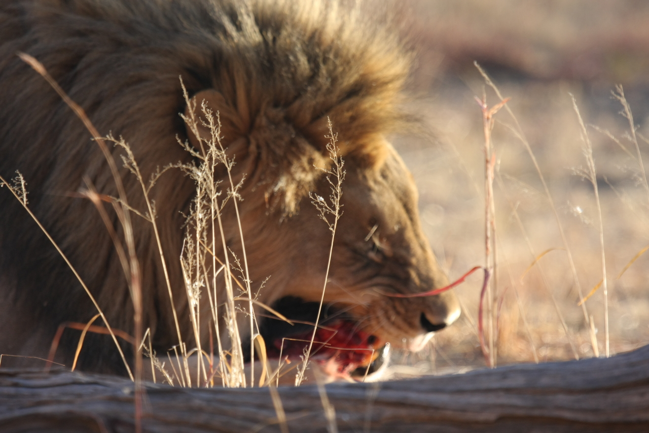 [7397] 2016_06_23_11_40_17_Africa_Canon_EOS_40D_IMG__01510.jpg