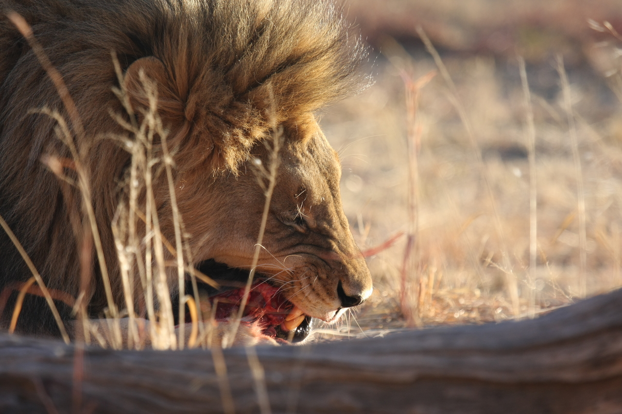 [7402] 2016_06_23_11_40_19_Africa_Canon_EOS_40D_IMG__01512.jpg