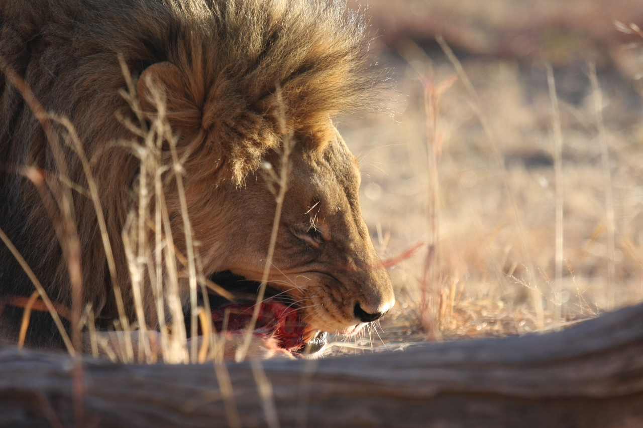 [7410] 2016_06_23_11_40_20_Africa_Canon_EOS_40D_IMG__08960.jpg