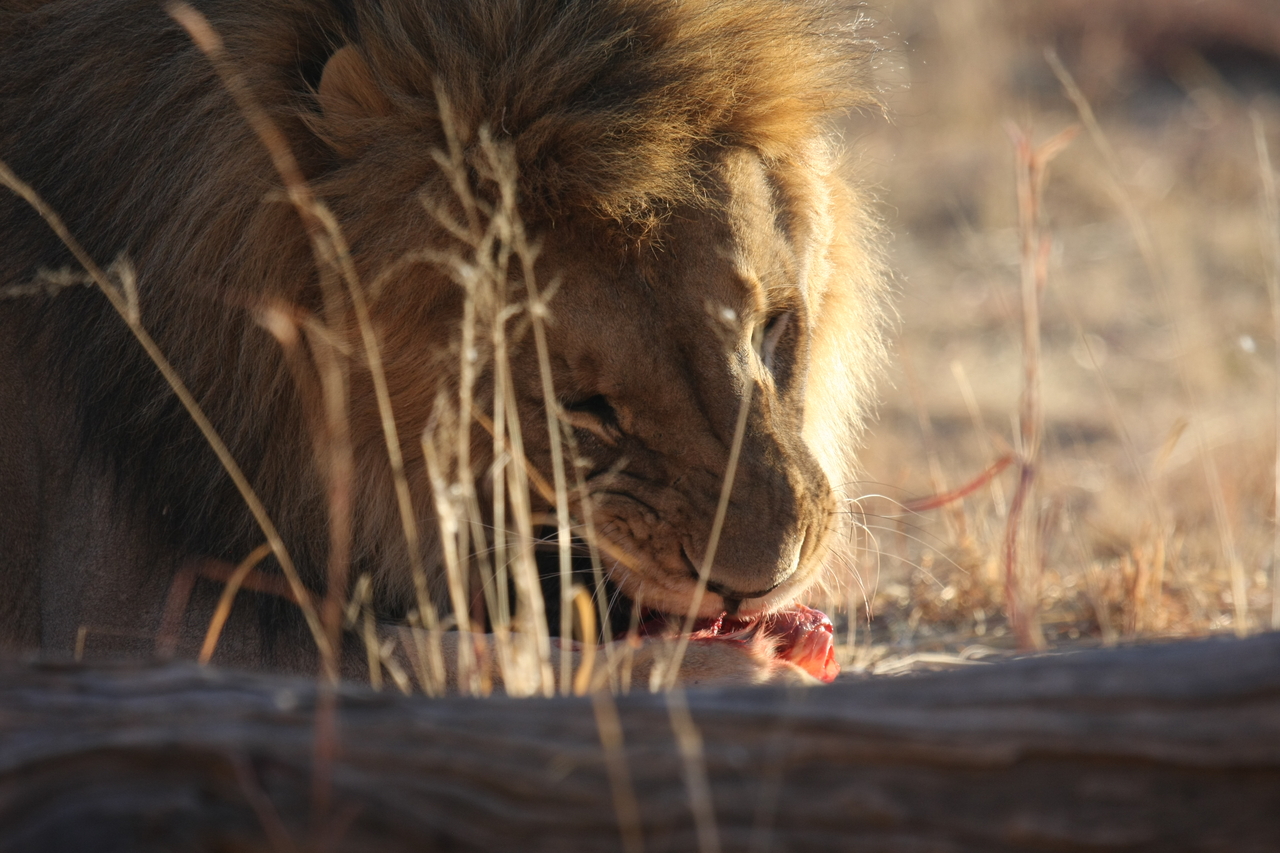 [7415] 2016_06_23_11_40_34_Africa_Canon_EOS_40D_IMG__01515.jpg