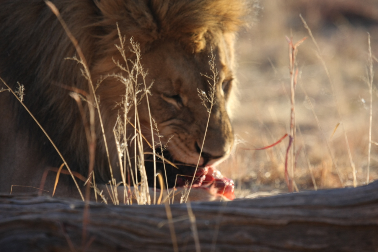 [7417] 2016_06_23_11_40_34_Africa_Canon_EOS_40D_IMG__08961.jpg