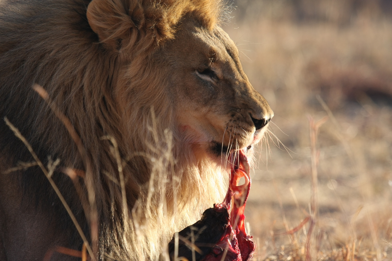 [7425] 2016_06_23_11_40_36_Africa_Canon_EOS_40D_IMG__00686.jpg