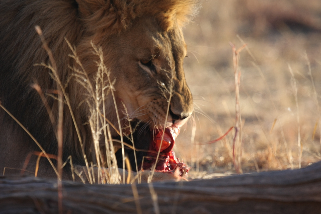 [7426] 2016_06_23_11_40_36_Africa_Canon_EOS_40D_IMG__01518.jpg