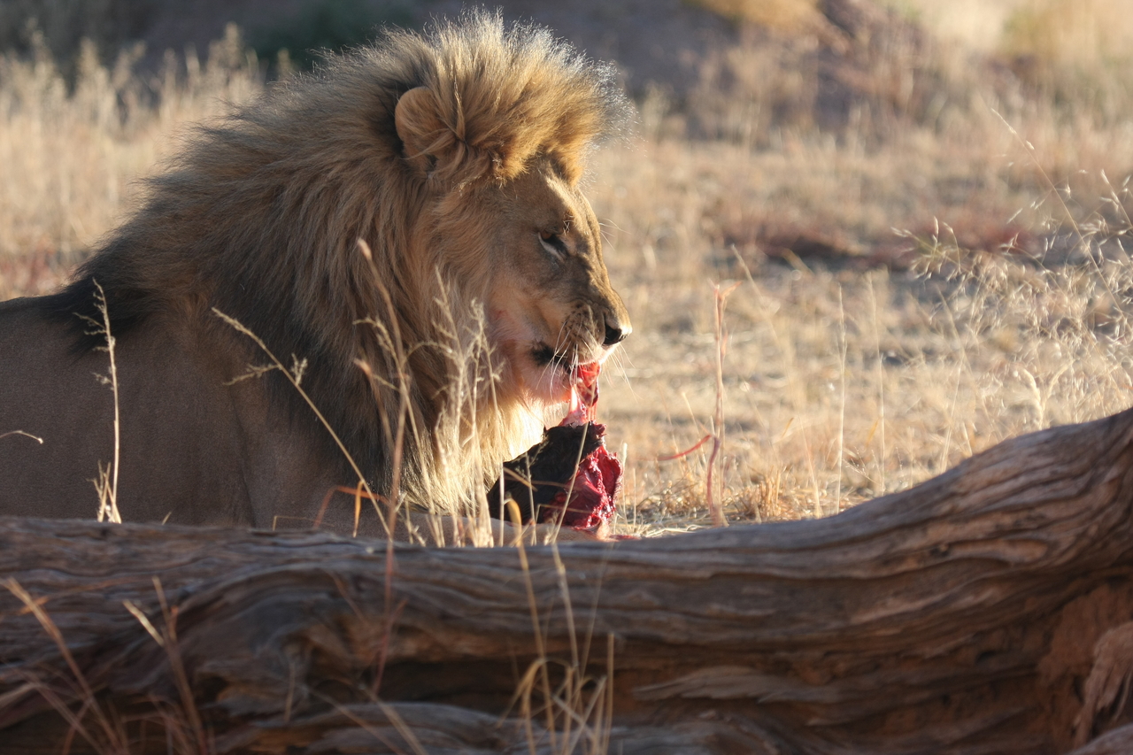 [7432] 2016_06_23_11_40_38_Africa_Canon_EOS_40D_IMG__00687.jpg