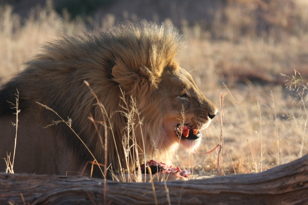 [7464] 2016_06_23_11_40_50_Africa_Canon_EOS_40D_IMG__08978.jpg