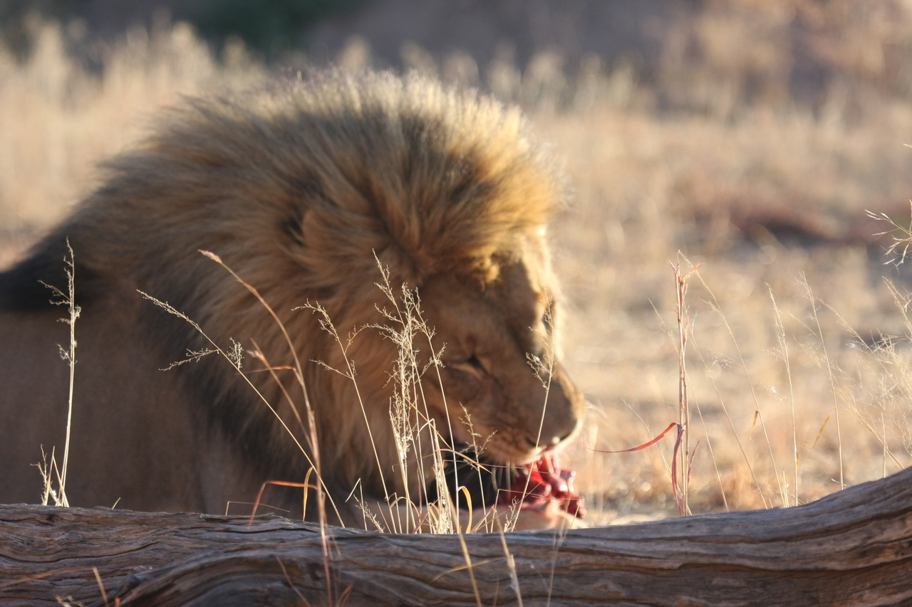 [7478] 2016_06_23_11_40_57_Africa_Canon_EOS_40D_IMG__00703.jpg