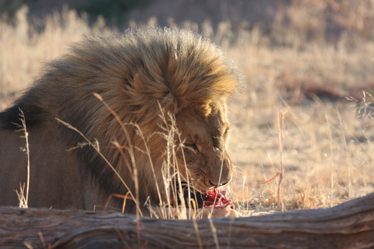 [7480] 2016_06_23_11_40_57_Africa_Canon_EOS_40D_IMG__01536.jpg