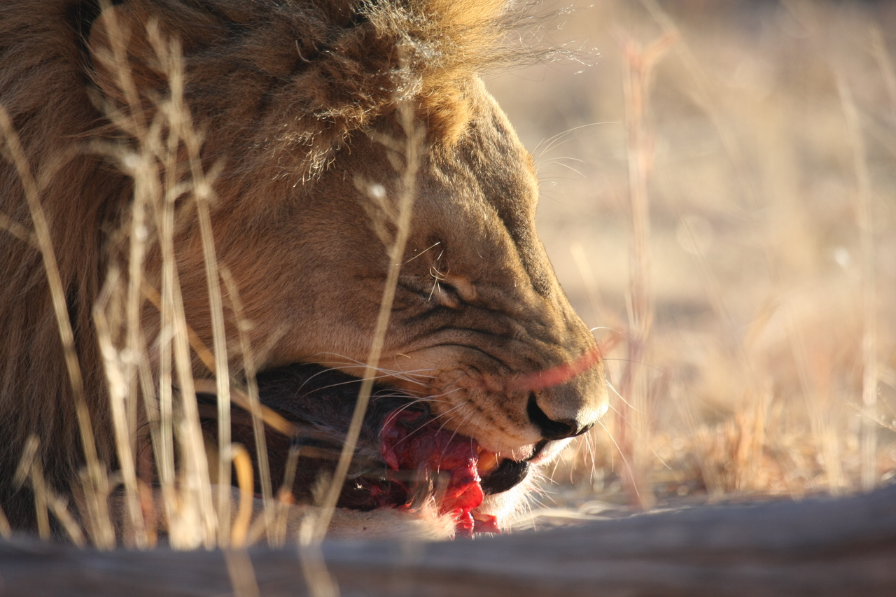 [7510] 2016_06_23_11_41_10_Africa_Canon_EOS_40D_IMG__00711.jpg