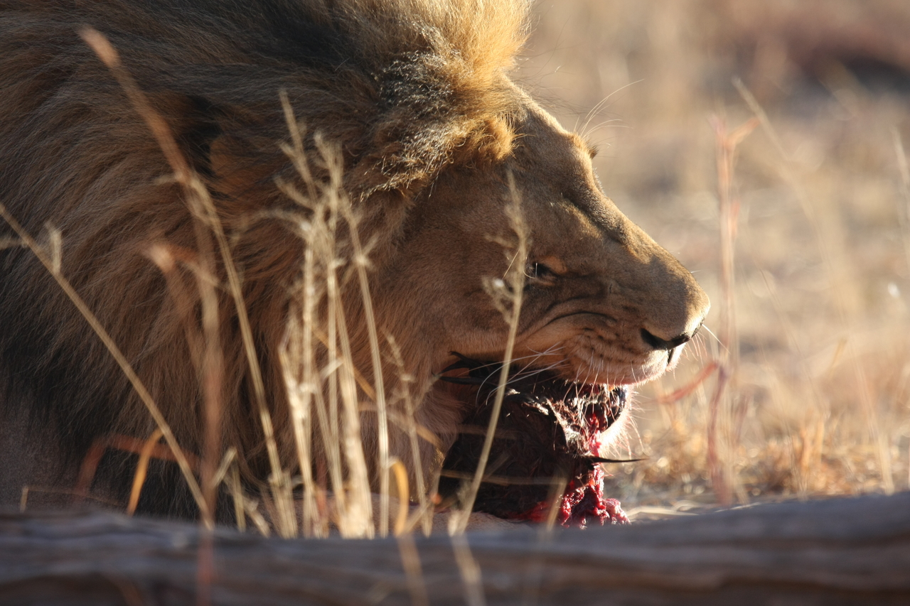 [7536] 2016_06_23_11_41_42_Africa_Canon_EOS_40D_IMG__08998.jpg
