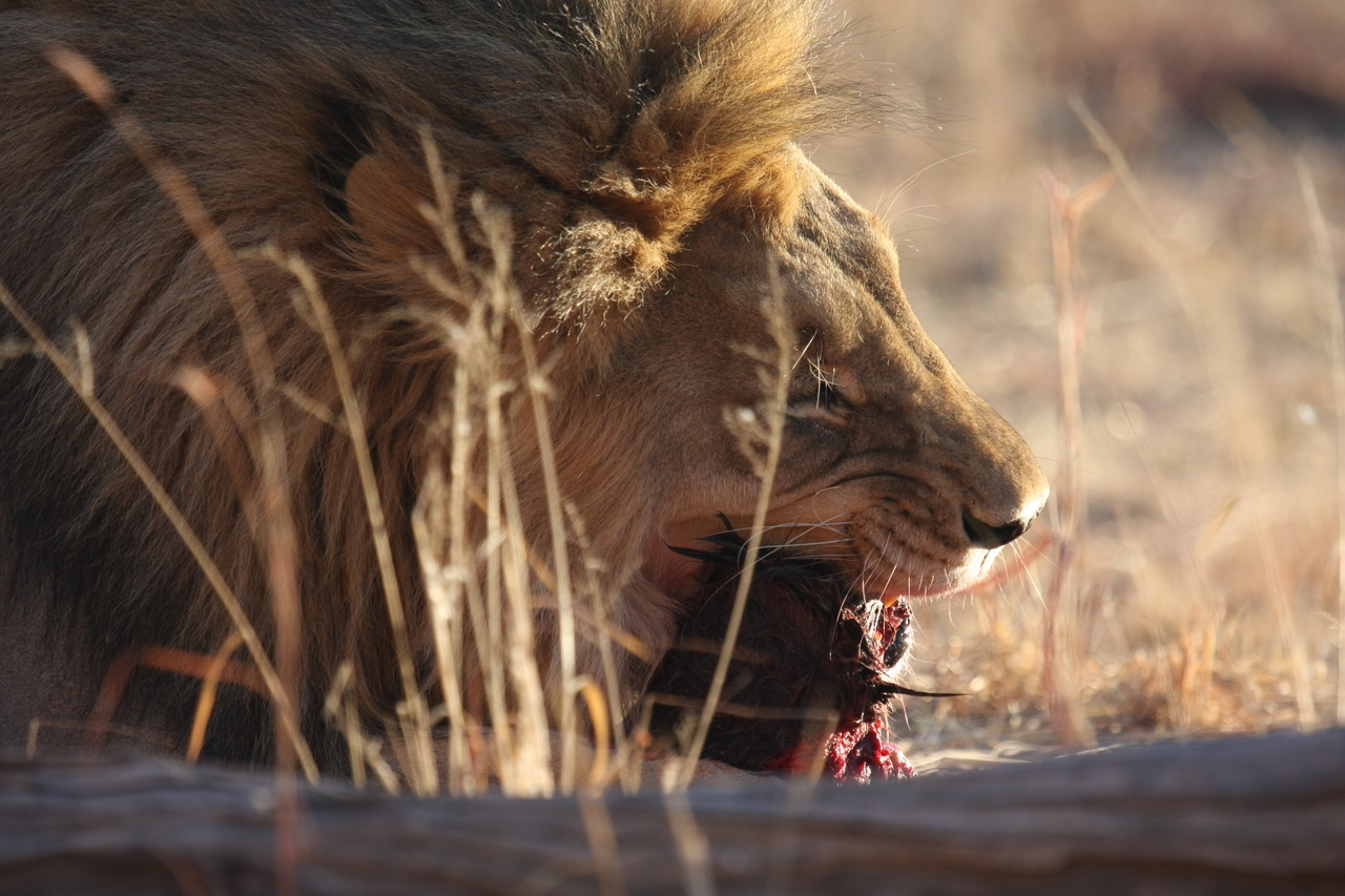[7537] 2016_06_23_11_41_42_Africa_Canon_EOS_40D_IMG__08999.jpg