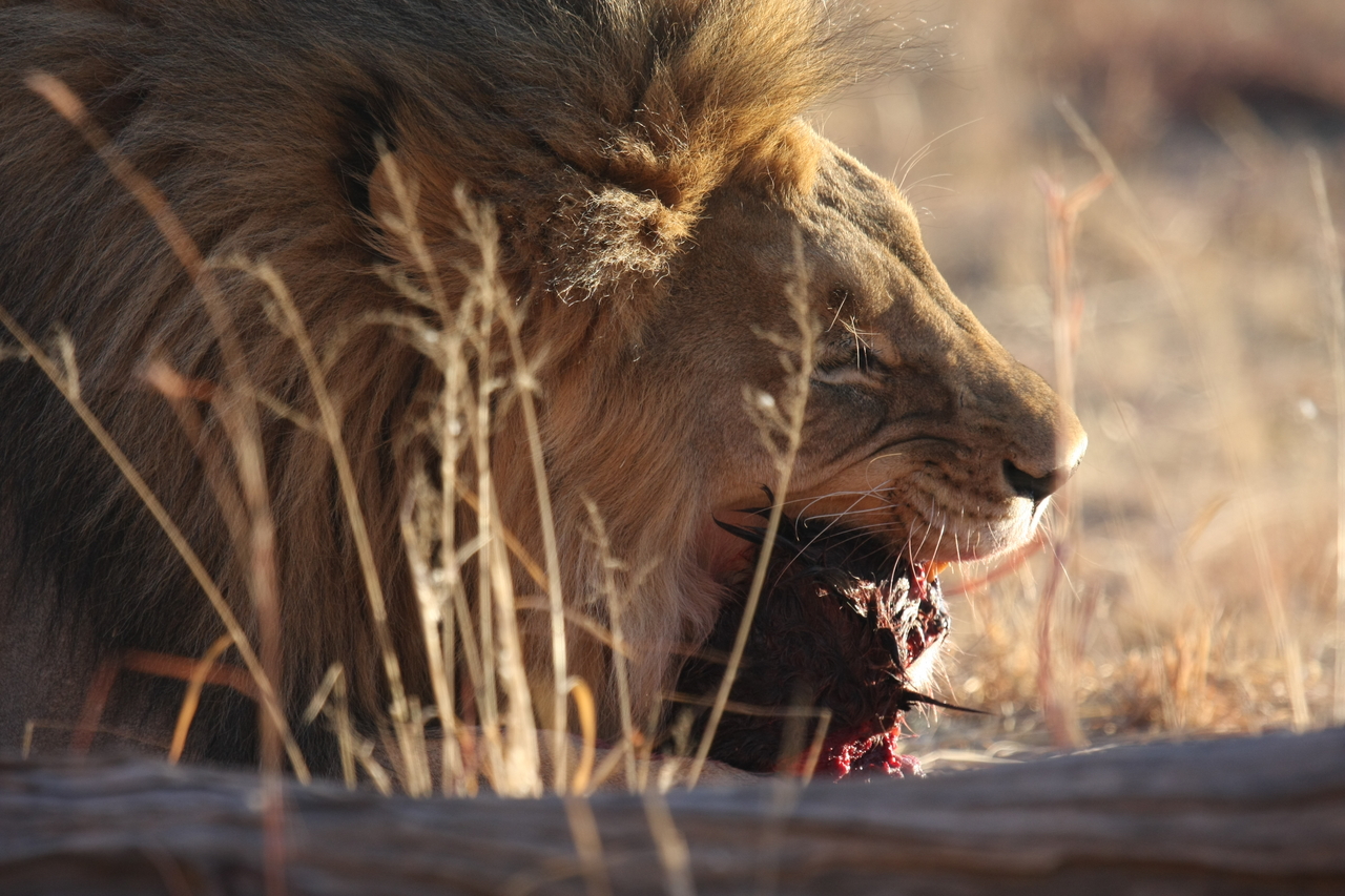 [7538] 2016_06_23_11_41_42_Africa_Canon_EOS_40D_IMG__09000.jpg