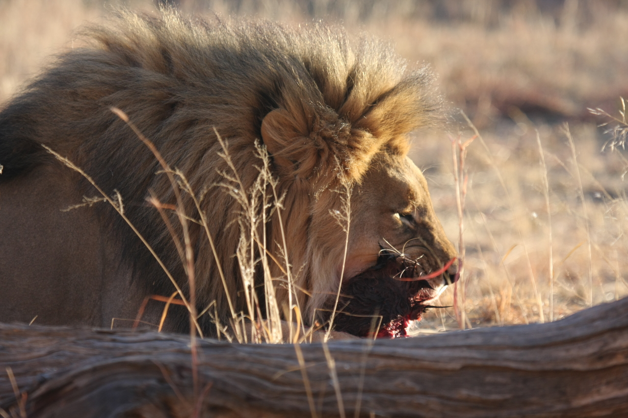 [7542] 2016_06_23_11_41_49_Africa_Canon_EOS_40D_IMG__01554.jpg