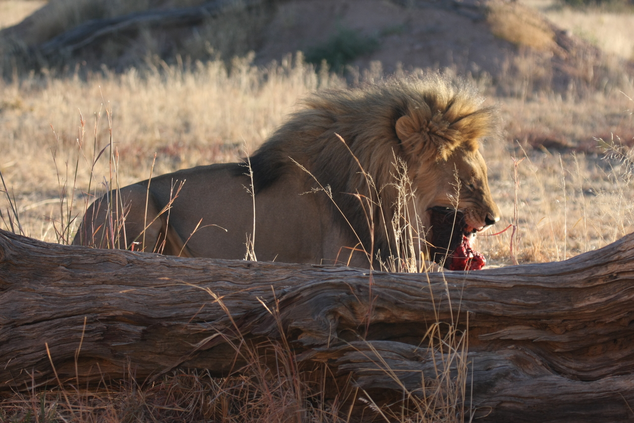 [7556] 2016_06_23_11_41_58_Africa_Canon_EOS_40D_IMG__09006.jpg