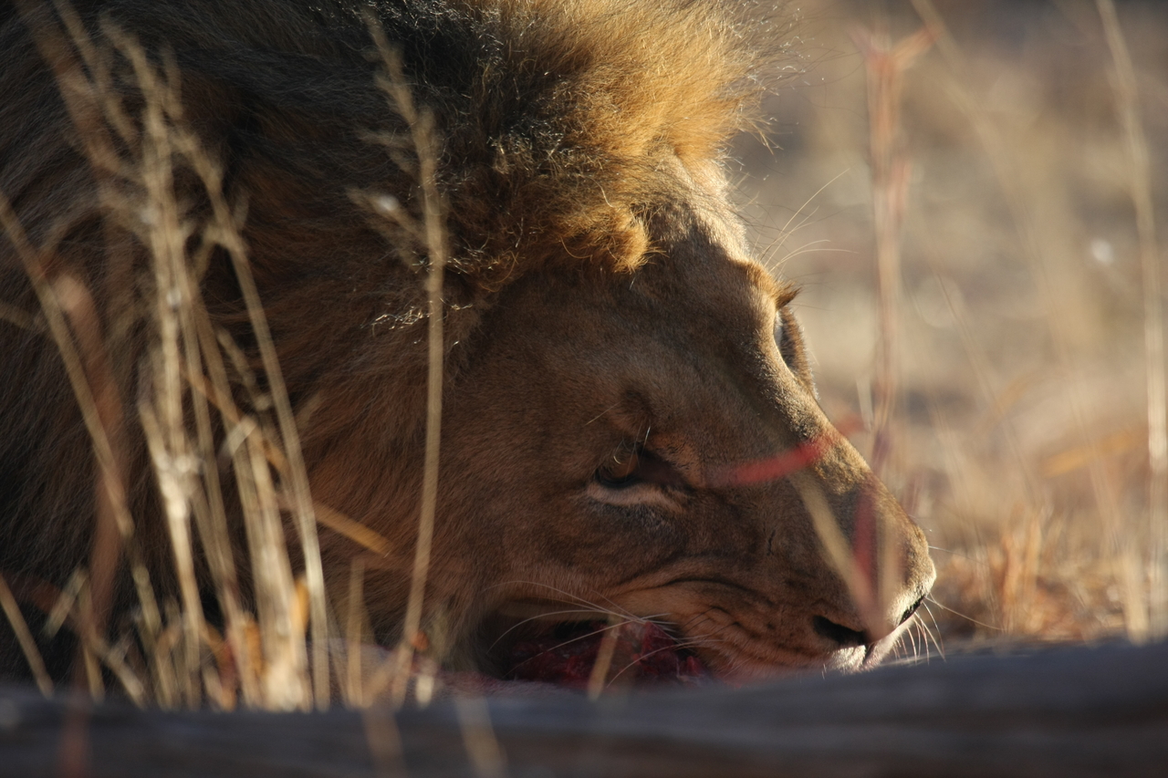 [7619] 2016_06_23_11_43_14_Africa_Canon_EOS_40D_IMG__09027.jpg