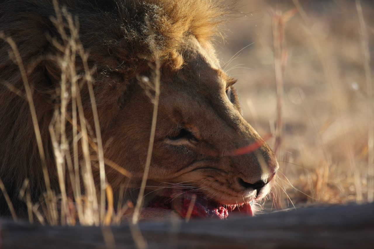 [7628] 2016_06_23_11_43_19_Africa_Canon_EOS_40D_IMG__01583.jpg