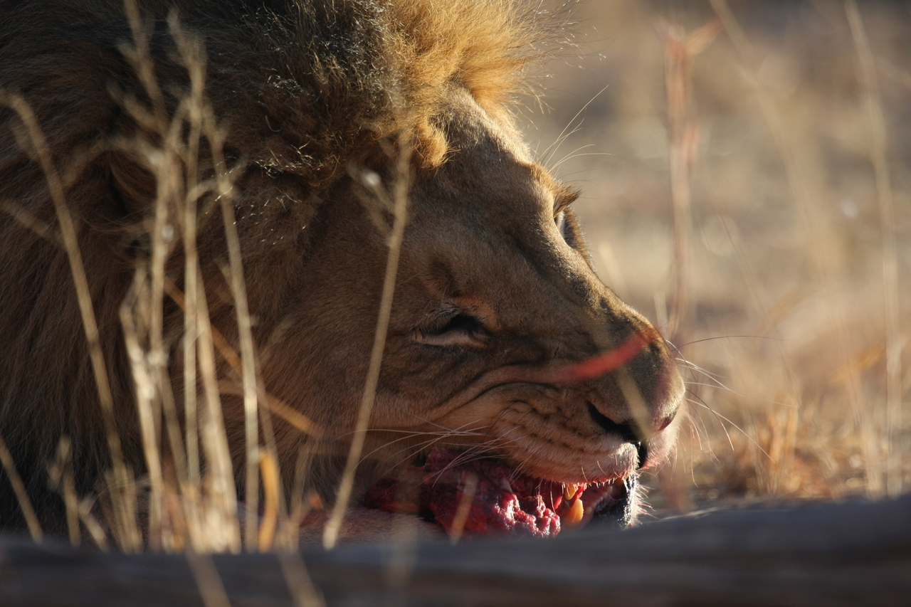 [7629] 2016_06_23_11_43_19_Africa_Canon_EOS_40D_IMG__01584.jpg