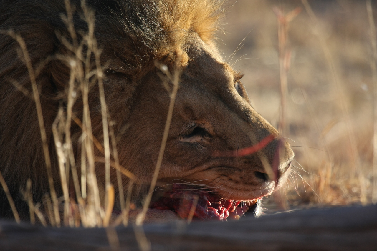[7634] 2016_06_23_11_43_20_Africa_Canon_EOS_40D_IMG__09032.jpg
