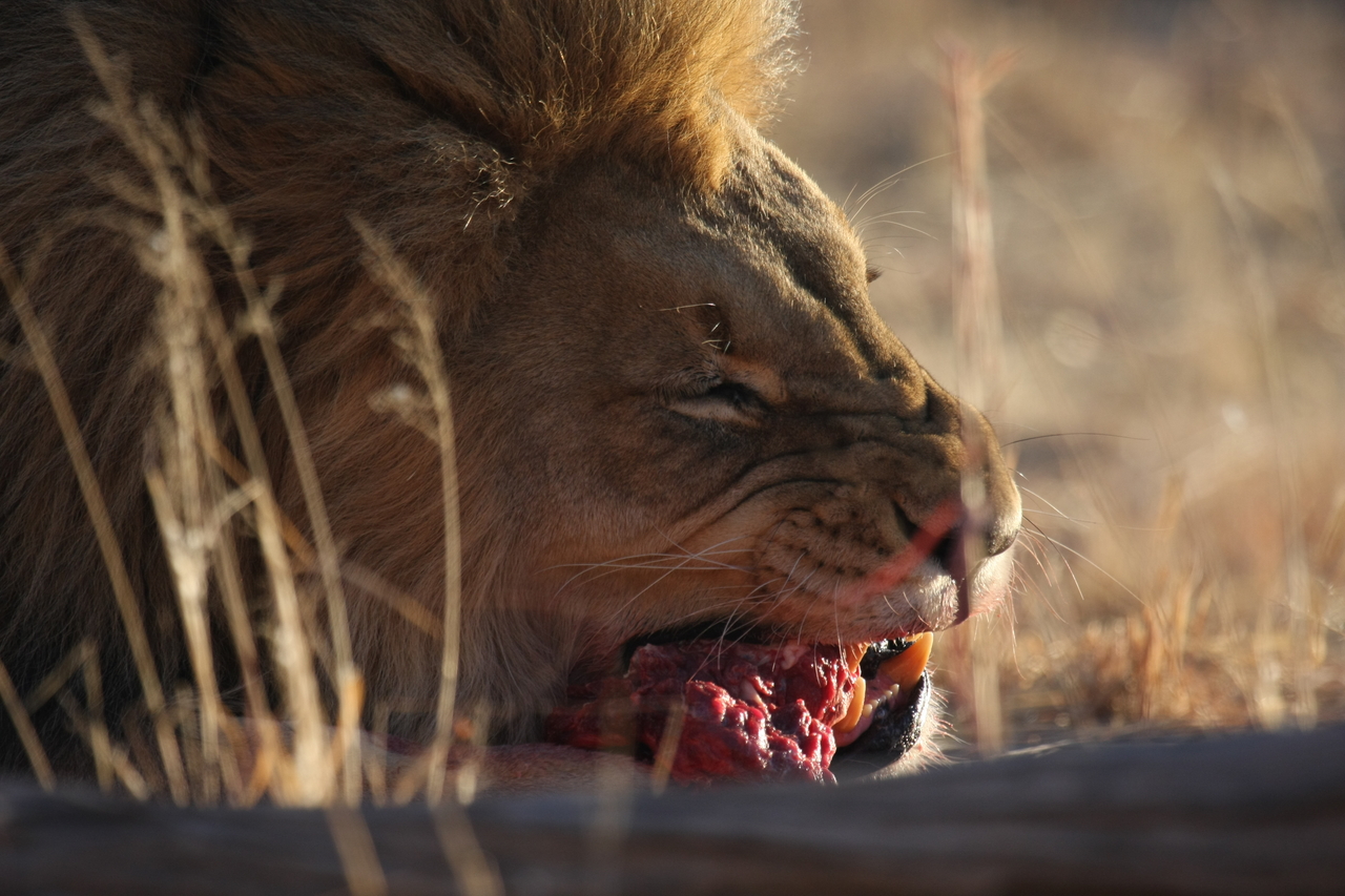 [7638] 2016_06_23_11_43_22_Africa_Canon_EOS_40D_IMG__01586.jpg