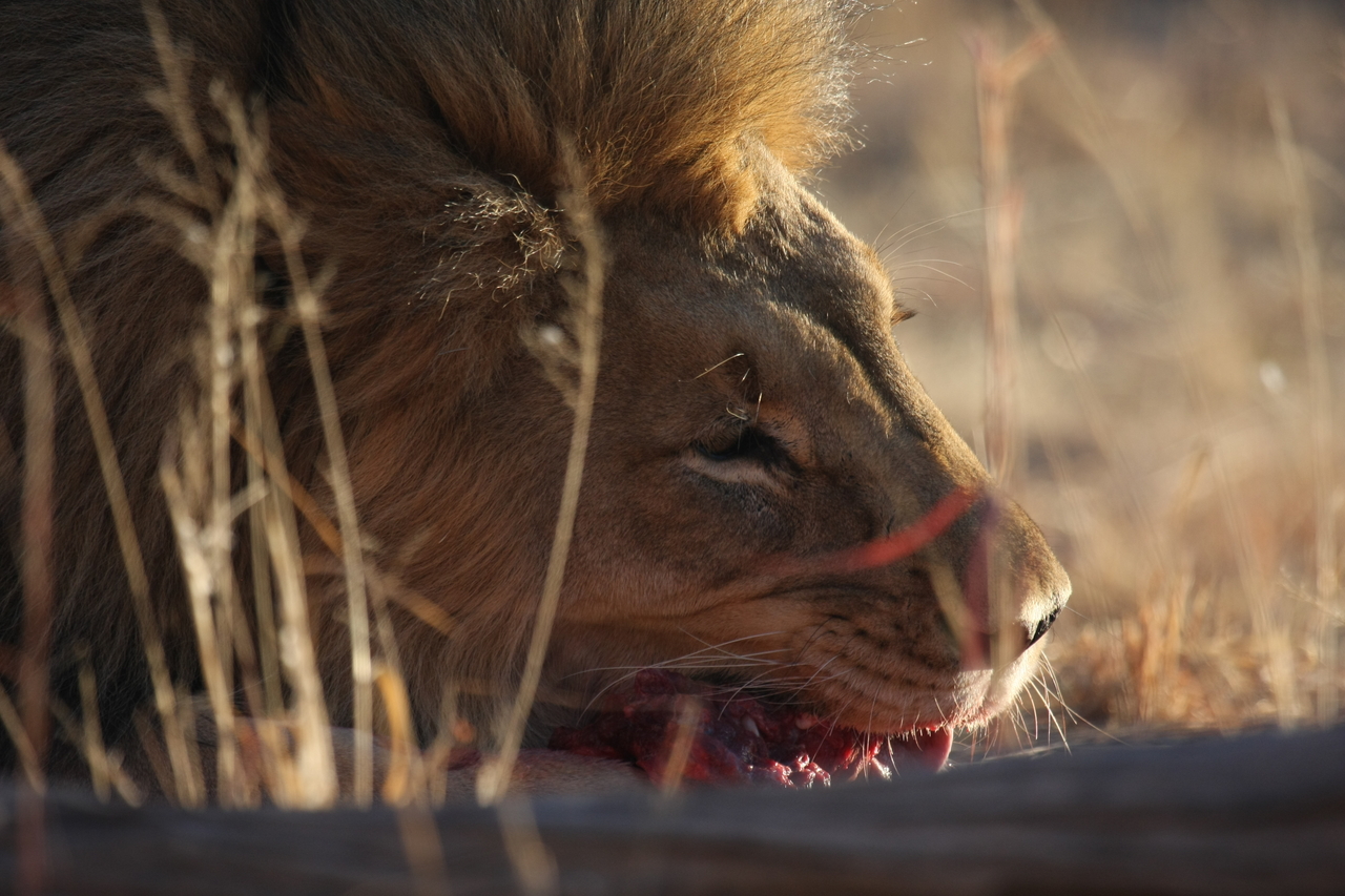 [7643] 2016_06_23_11_43_22_Africa_Canon_EOS_40D_IMG__09145.jpg