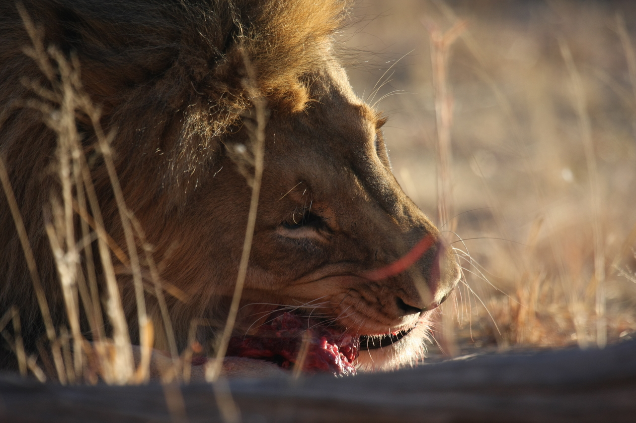 [7647] 2016_06_23_11_43_26_Africa_Canon_EOS_40D_IMG__01809.jpg