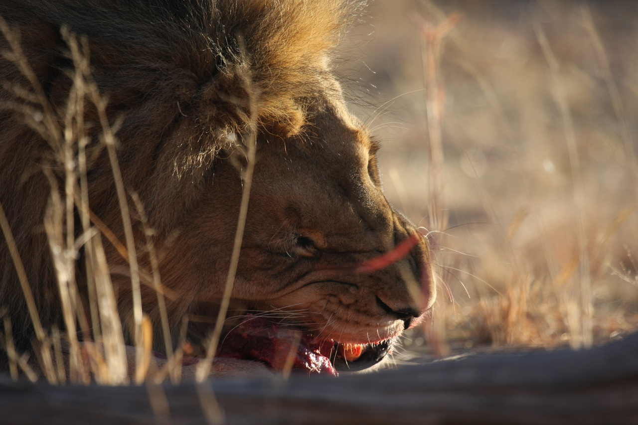 [7649] 2016_06_23_11_43_26_Africa_Canon_EOS_40D_IMG__01872.jpg