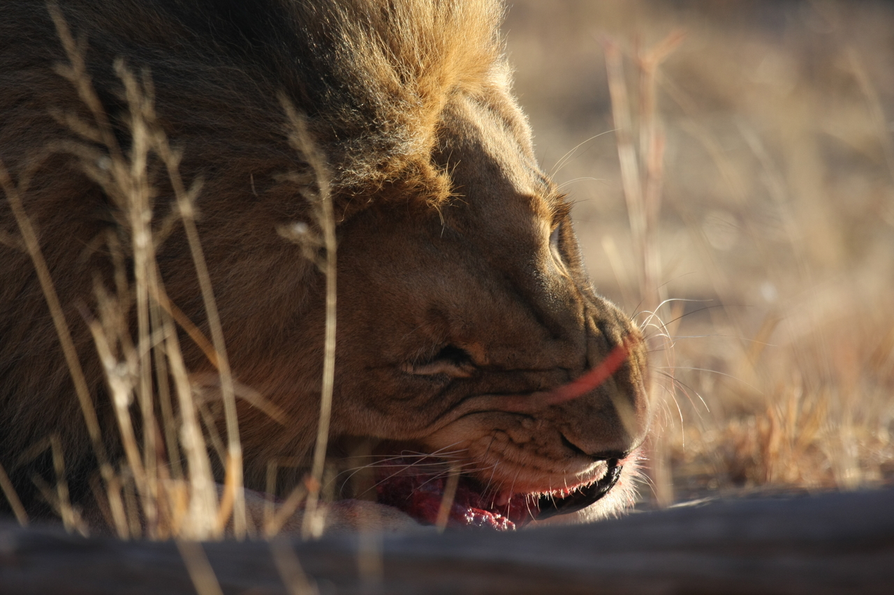 [7656] 2016_06_23_11_43_28_Africa_Canon_EOS_40D_IMG__01894.jpg