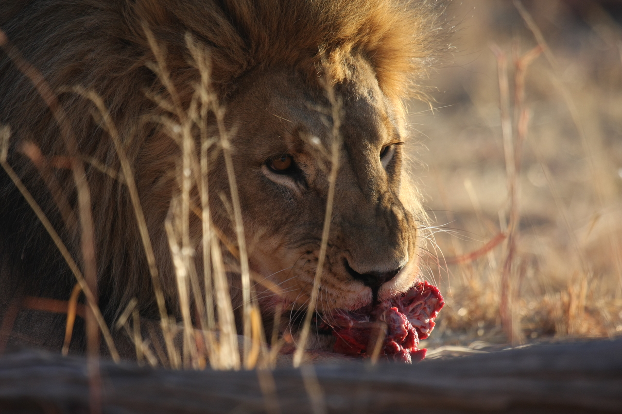 [7696] 2016_06_23_11_43_54_Africa_Canon_EOS_40D_IMG__01699.jpg