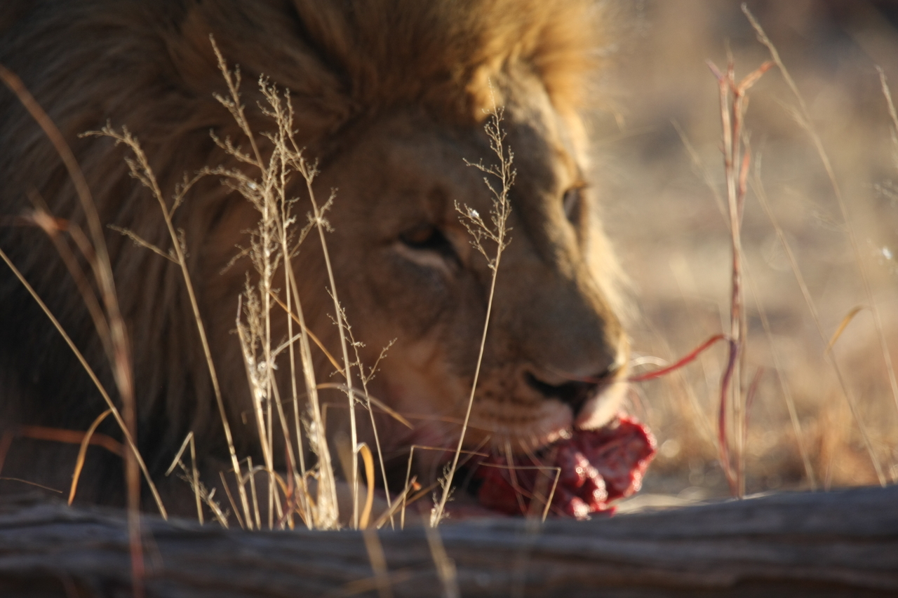 [7698] 2016_06_23_11_43_54_Africa_Canon_EOS_40D_IMG__09134.jpg