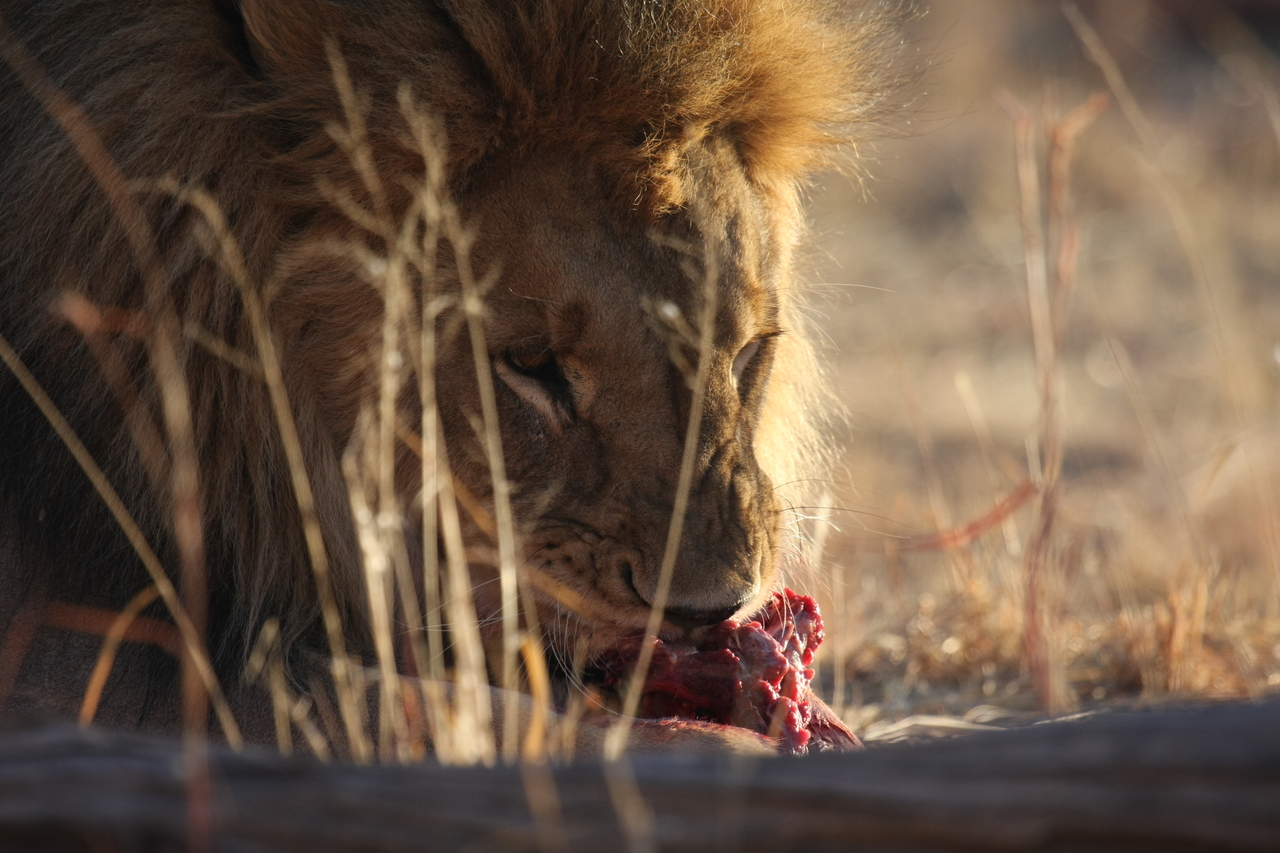 [7701] 2016_06_23_11_43_55_Africa_Canon_EOS_40D_IMG__01710.jpg