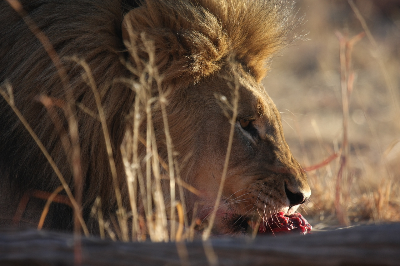 [7709] 2016_06_23_11_43_59_Africa_Canon_EOS_40D_IMG__09168.jpg