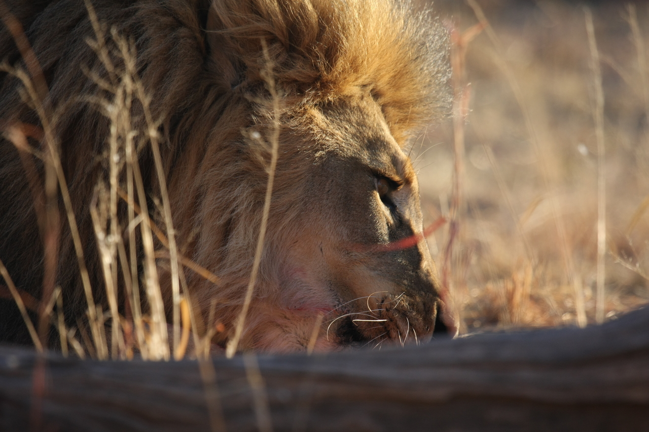 [7726] 2016_06_23_11_44_03_Africa_Canon_EOS_40D_IMG__01810.jpg