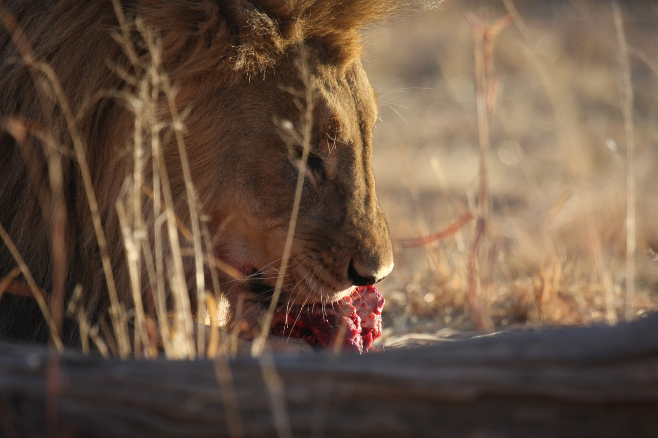 [7733] 2016_06_23_11_44_13_Africa_Canon_EOS_40D_IMG__00998.jpg