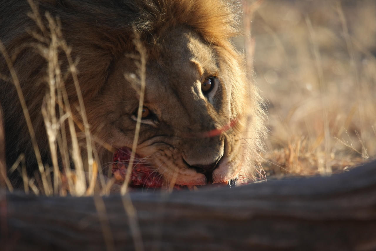 [7740] 2016_06_23_11_44_26_Africa_Canon_EOS_40D_IMG__01022.jpg