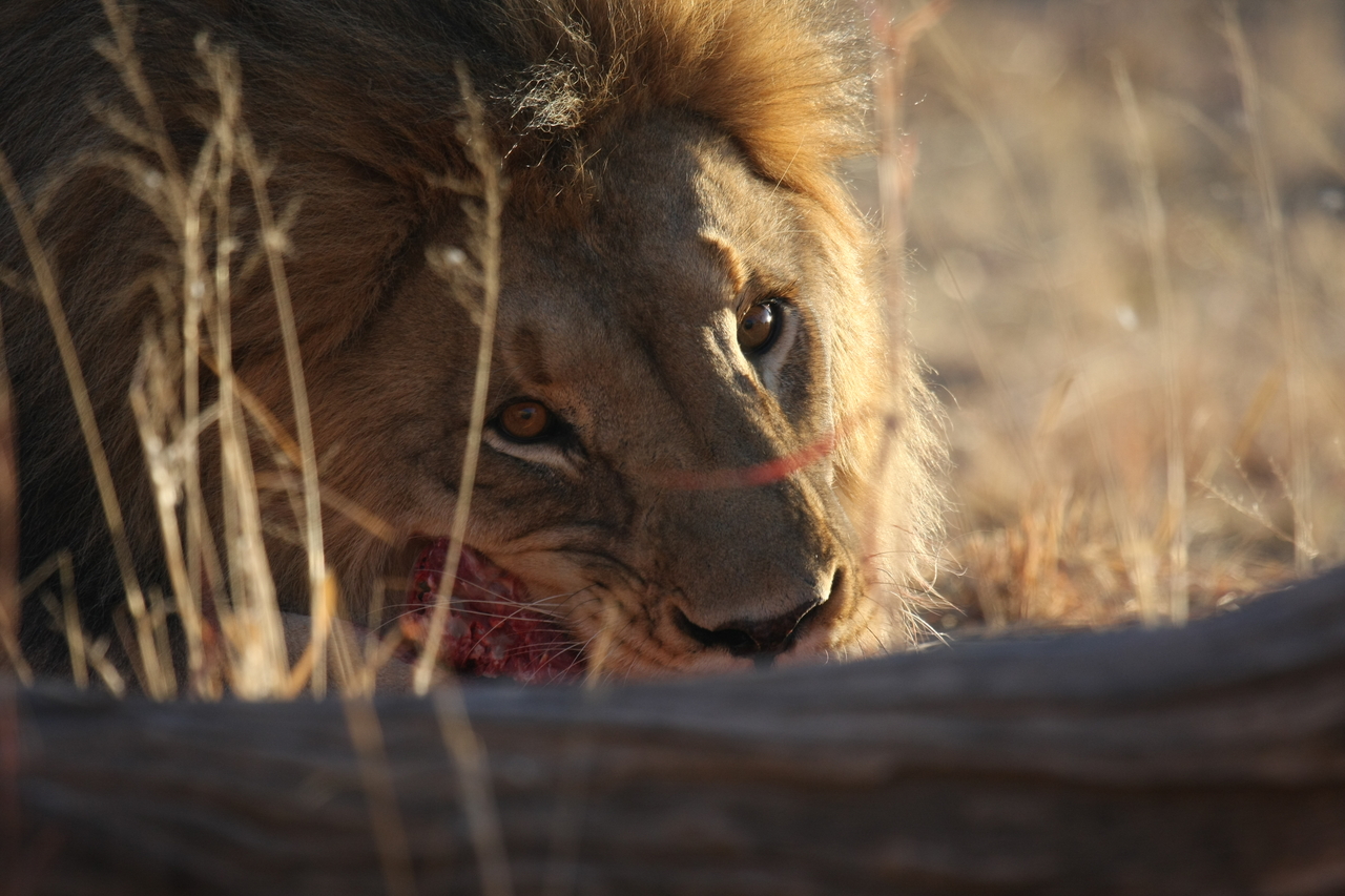 [7741] 2016_06_23_11_44_26_Africa_Canon_EOS_40D_IMG__01023.jpg