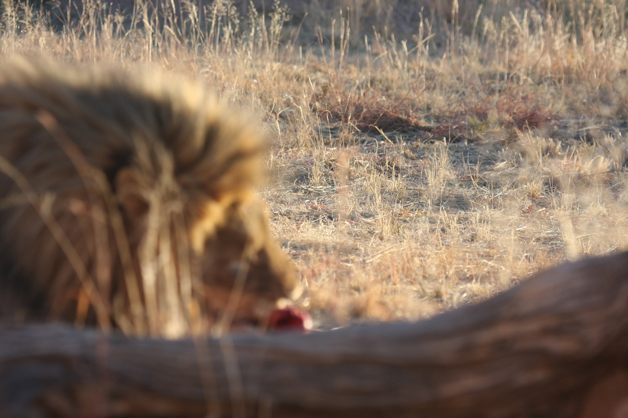[7868] 2016_06_23_11_46_51_Africa_Canon_EOS_40D_IMG__09340.jpg