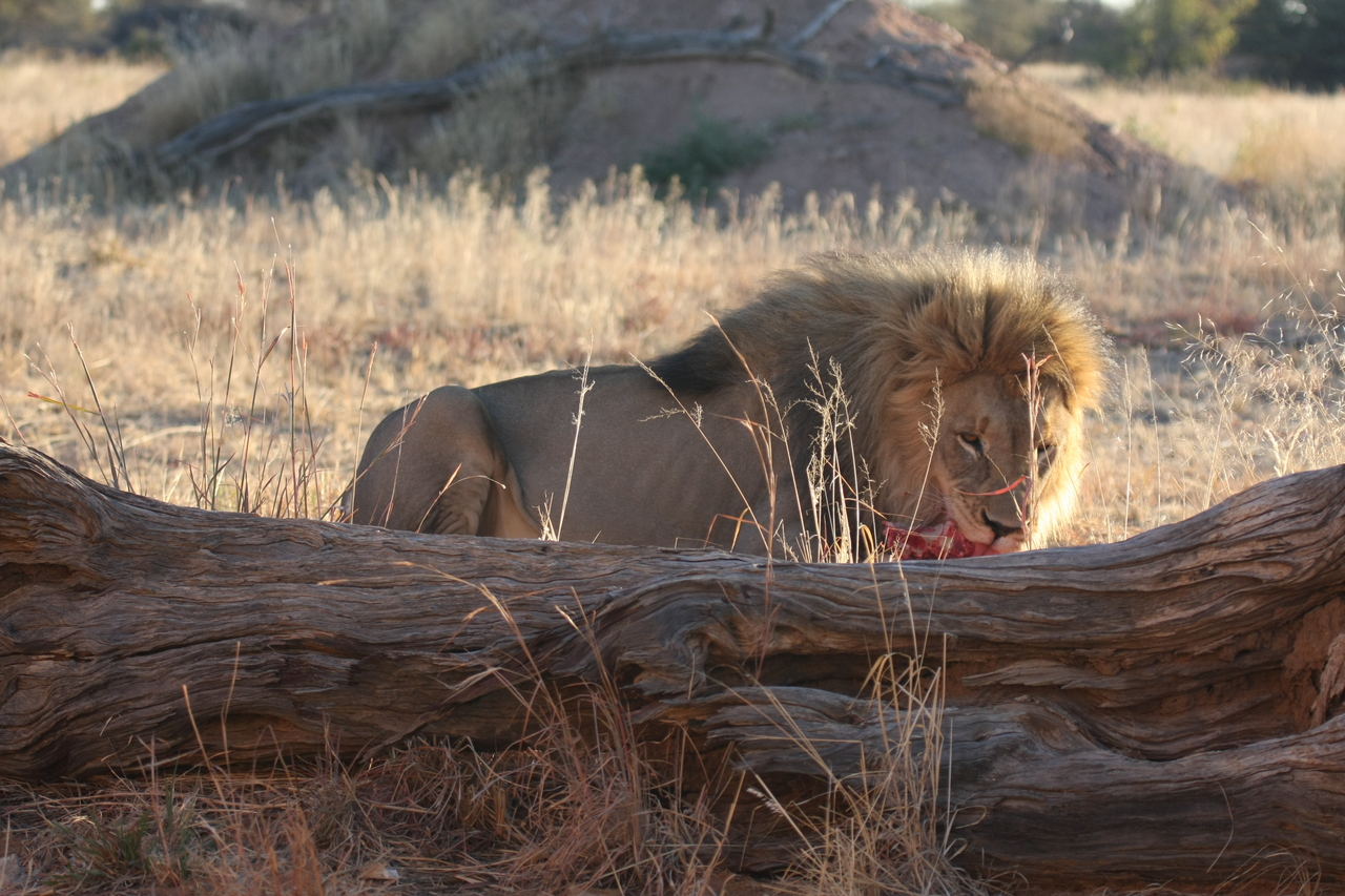 [7945] 2016_06_23_11_48_05_Africa_Canon_EOS_40D_IMG__09368.jpg