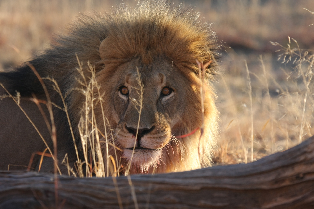 [8026] 2016_06_23_11_48_50_Africa_Canon_EOS_40D_IMG__09059.jpg