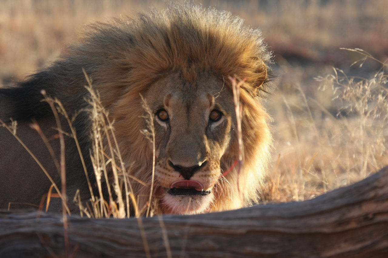 [8033] 2016_06_23_11_48_51_Africa_Canon_EOS_40D_IMG__09062.jpg