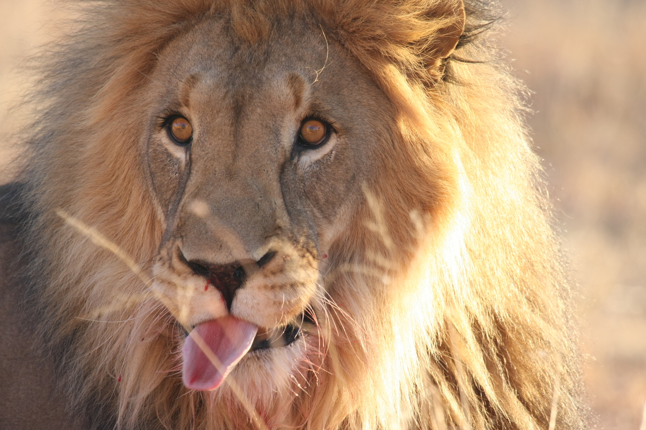 [8045] 2016_06_23_11_49_18_Africa_Canon_EOS_40D_IMG__01620.jpg