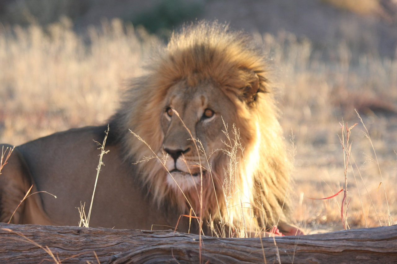 [8133] 2016_06_23_11_51_54_Africa_Canon_EOS_40D_IMG__01653.jpg