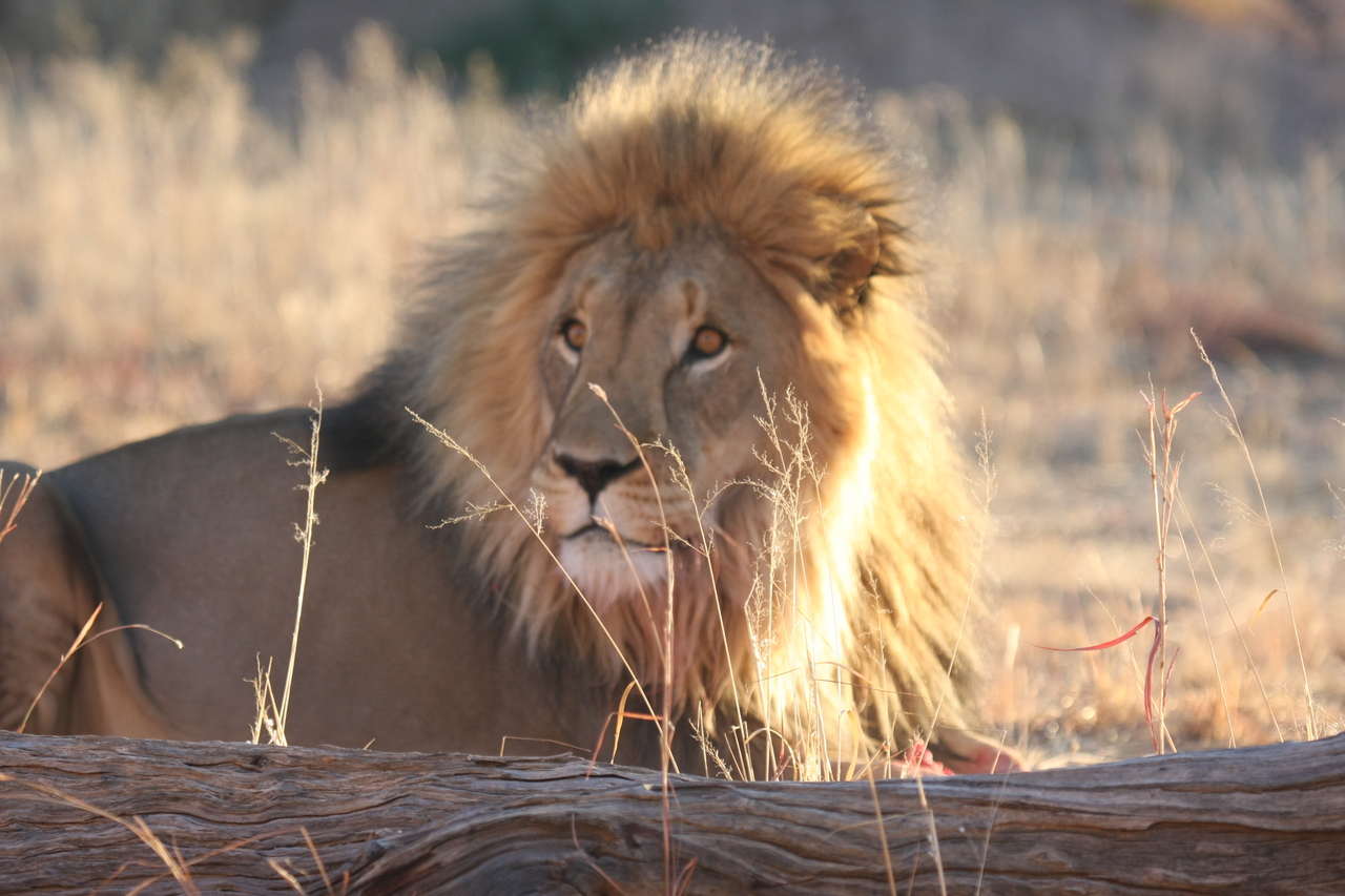 [8134] 2016_06_23_11_51_54_Africa_Canon_EOS_40D_IMG__09098.jpg