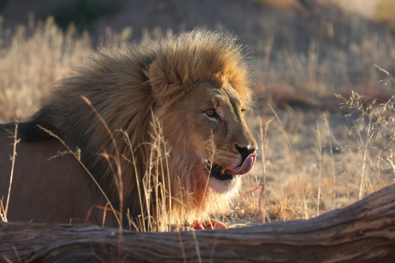 [8156] 2016_06_23_11_51_59_Africa_Canon_EOS_40D_IMG__09107.jpg
