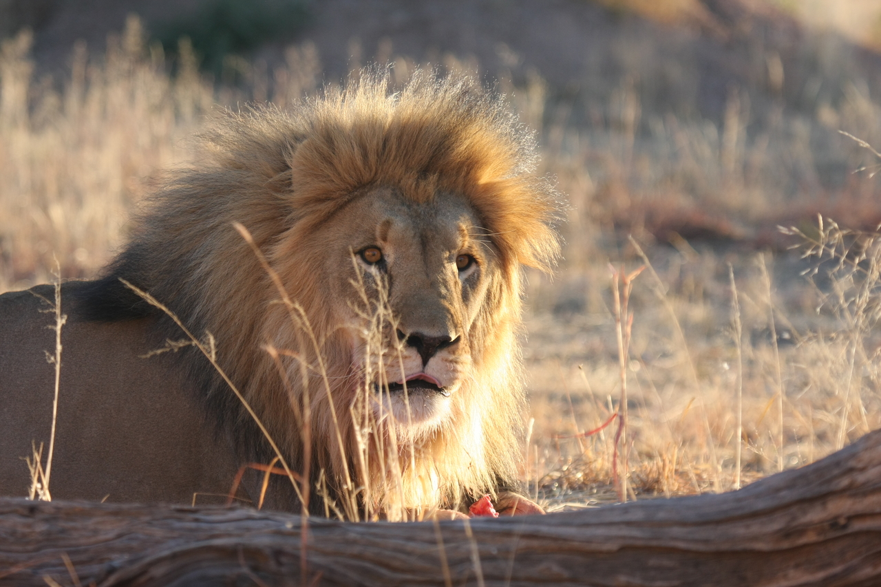 [8182] 2016_06_23_11_52_05_Africa_Canon_EOS_40D_IMG__09116.jpg
