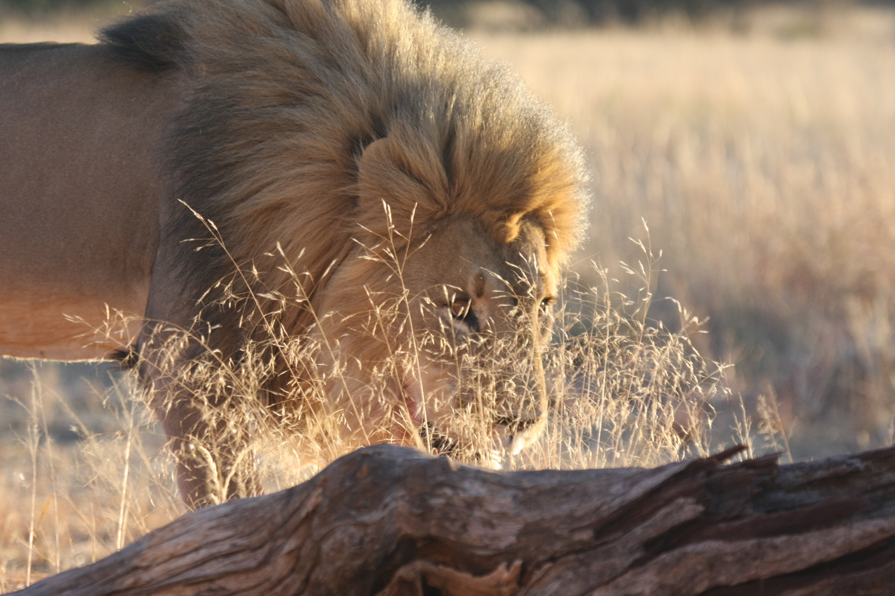 [8223] 2016_06_23_11_52_17_Africa_Canon_EOS_40D_IMG__09132.jpg