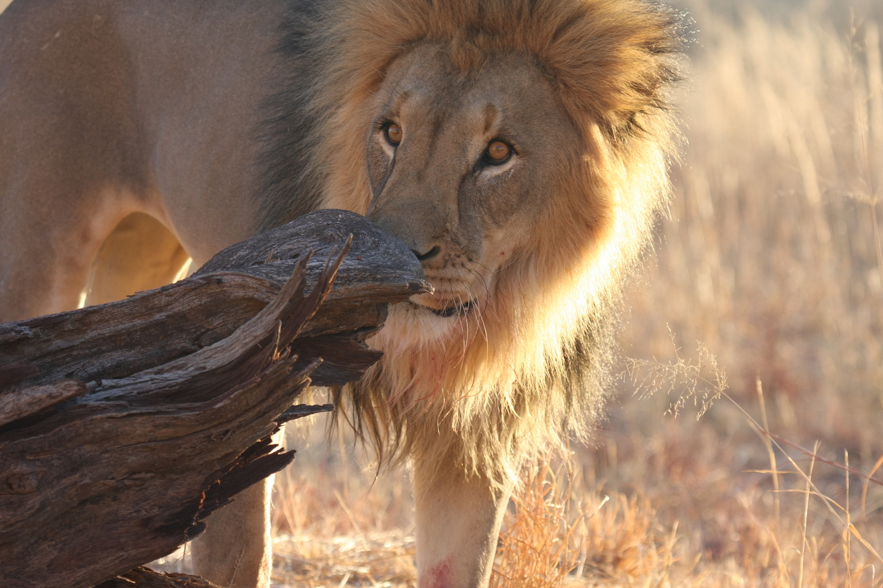 [8232] 2016_06_23_11_52_23_Africa_Canon_EOS_40D_IMG__09136.jpg