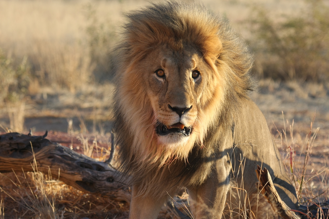 [8450] 2016_06_23_11_54_26_Africa_Canon_EOS_40D_IMG__01761.jpg